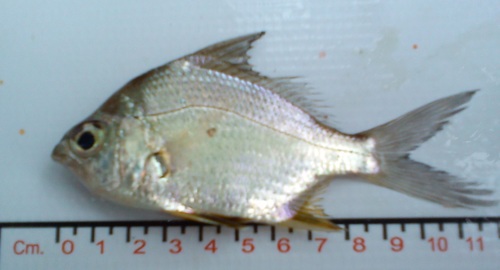 Peruvian mojarra (Diapterus peruvianus) — Gerreidae