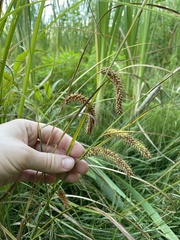 Carex schweinitzii