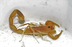 Uroplectes gracilior