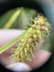 Carex schweinitzii