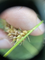 Carex schweinitzii
