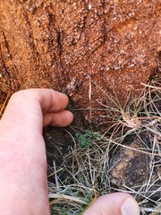Cardamine dactyloides