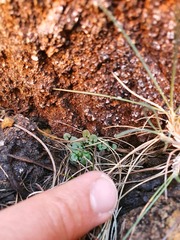 Cardamine dactyloides