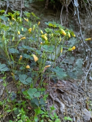 Oxalis colorea