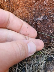 Cardamine dactyloides