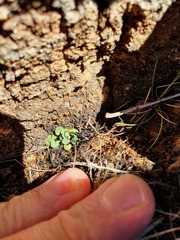 Cardamine dactyloides