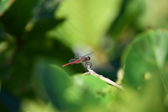 Brachymesia furcata