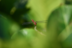 Brachymesia furcata