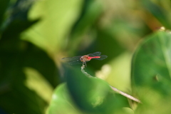 Brachymesia furcata