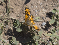 Chlosyne palla flavula