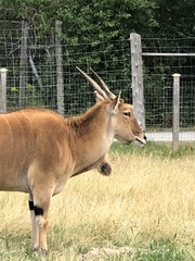 Tragelaphus