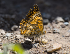 Chlosyne palla flavula