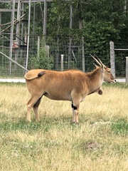 Tragelaphus