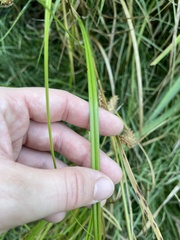 Carex schweinitzii