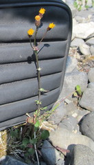 Packera pauciflora