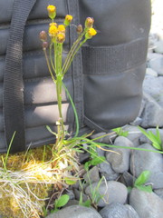 Packera pauciflora