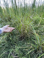 Carex schweinitzii