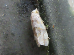 Cochylidia heydeniana