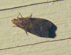 Acrobasis palliolella