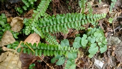 Asplenium trichomanes