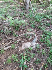 Ibervillea hypoleuca