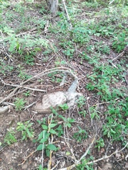 Ibervillea hypoleuca