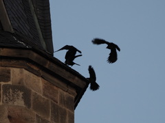 Corvus monedula monedula