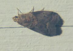 Acrobasis palliolella