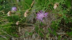 Centaurea arrigonii