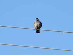 Patagioenas maculosa