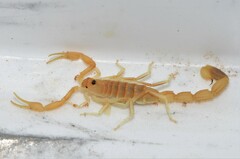 Uroplectes gracilior