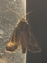 Agrotis vestigialis