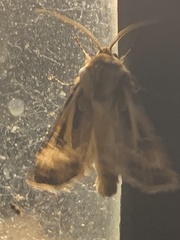 Agrotis vestigialis