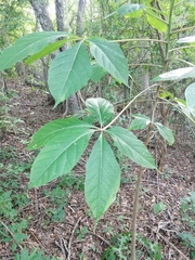 Handroanthus impetiginosus