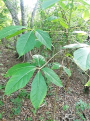 Handroanthus impetiginosus