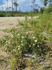 Aphanostephus skirrhobasis thalassius