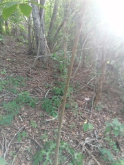 Handroanthus impetiginosus