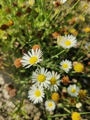 Aphanostephus skirrhobasis thalassius