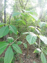 Handroanthus impetiginosus