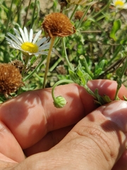 Aphanostephus skirrhobasis thalassius