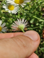Aphanostephus skirrhobasis thalassius