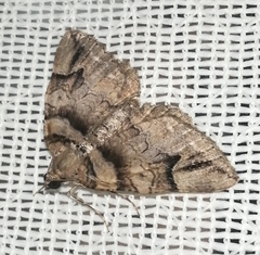 Anticlea vasiliata