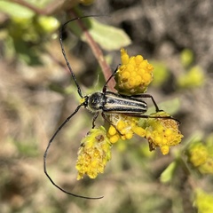 Perarthrus vittatus