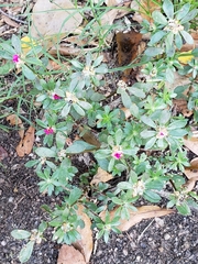Portulaca amilis