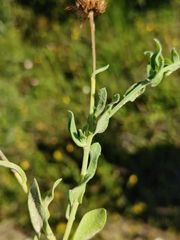 Aphanostephus skirrhobasis thalassius