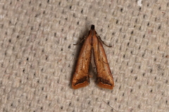 Dichomeris heriguronis