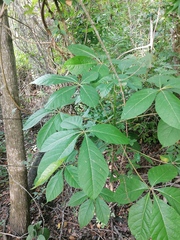 Handroanthus impetiginosus