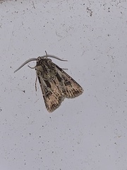 Agrotis vestigialis
