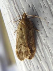 Anacampsis