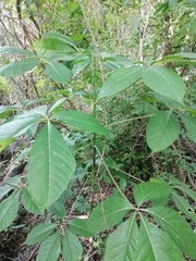 Handroanthus impetiginosus